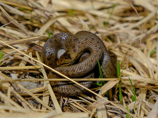 Young grass snake eating a slow worm, photographed in Germany on a sunny day. 