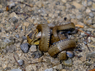 Young grass snake eating a slow worm, photographed in Germany on a sunny day. 