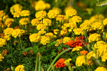 yellow marigold flowers in spring