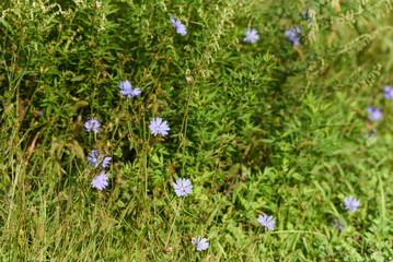 chicory in the woods