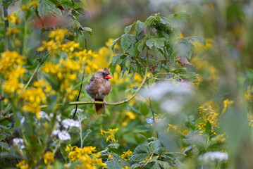 northern cardinal in goldenrod
