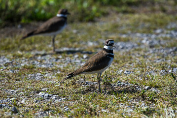 killdeers on the beach