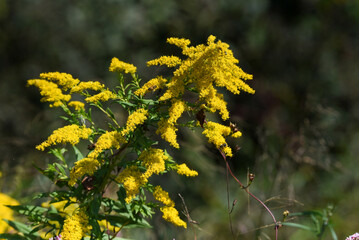 goldenrod in the woods