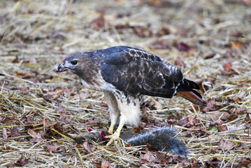 red-tailed hawk hunts squirrel