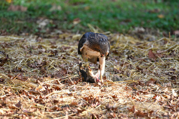 red-tailed hawk hunts squirrel