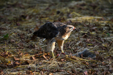 red-tailed hawk hunts squirrel
