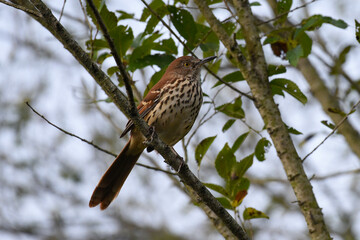 red-tailed hawk hunts squirrel