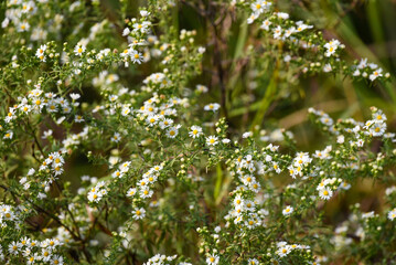 white asters in the field