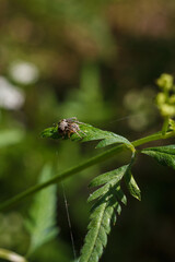 close up shot of brown spider sitting on green leaf of some forest plant on blurry background, insects life