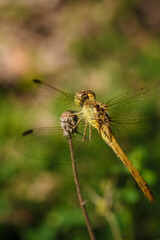 soft focused macro shot of dragonfly sitting on plant, life of insects