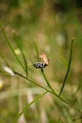 Two shield bugs mating on green plant. Eurydema ornata from family Pentatomidae. Soft focused vertical macro shot