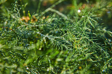 Green background of plant life in nature asset with bristling pine needles