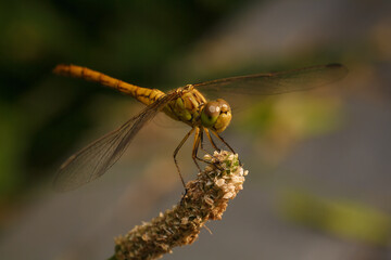 soft focused macro shot of dragonfly sitting on plant, life of insects