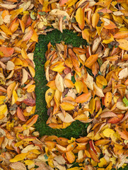 The letter C formed from colorful autumn leaves on grass