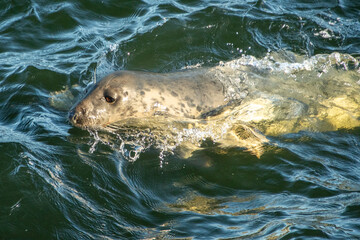 Obraz premium Ullapool