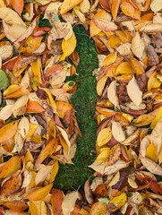 The letter J formed from colorful autumn leaves on grass