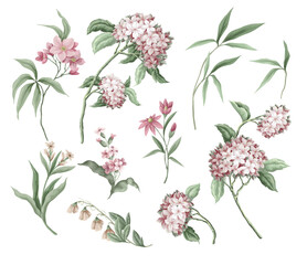 Pink wild flowers isolated. Vector.