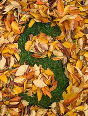 The letter S formed from colorful autumn leaves on grass