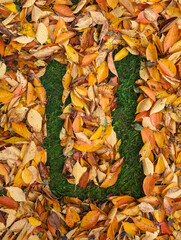 The letter U formed from colorful autumn leaves on grass