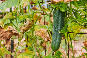 Obraz premium Small, fresh ingredient zucchini or cucumber on vine through garden fence