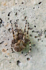 Close-up of a garden cross back spider, hanging on a wall. Araneus Diadematus