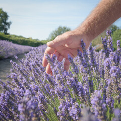Lavender. Hand of aromatic plants farmer softly touching tops of fresh flowers in blooming field. Sunny day blue sky natural background closeup