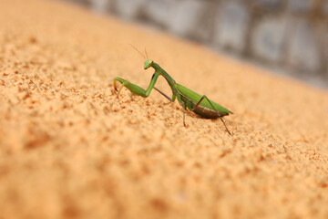 A close-up photo of a praying mantis