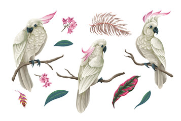 Cockatoo, tropical leaves and flowers isolated. Vector.