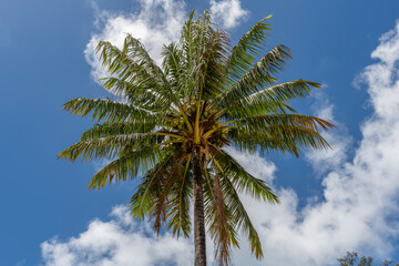 Looking up at a Coconut Tree against a blue sky with white clouds scientific name Cocos nucifera in Kauai, Hawaii, United States.
