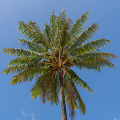 Looking up at a Coconut Tree against a blue sky scientific name Cocos nucifera in Kauai, Hawaii, United States.
