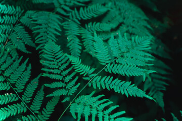 Natural green fern leaves background. Bright foliage making an ideal backdrop for organic products presentation. Environment conservation concept.