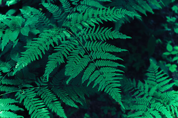 Natural green fern leaves background. Bright foliage making an ideal backdrop for organic products presentation. Environment conservation concept.