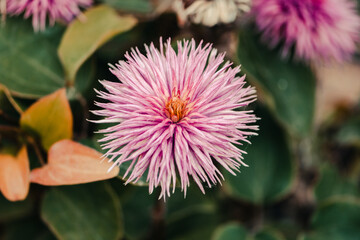 Pink and purple flower
