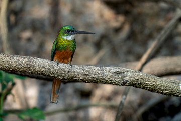 rufous tailed jacamar, male in tropical Pantanal