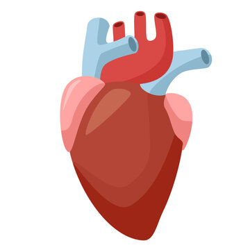 Flat vector children's illustration. Healthy human heart, human organ on white background . Vector illustration