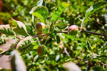 Fototapeta premium Agriculture crop, Red Prince Apples on branch of tree with bright green leaves on sunny day