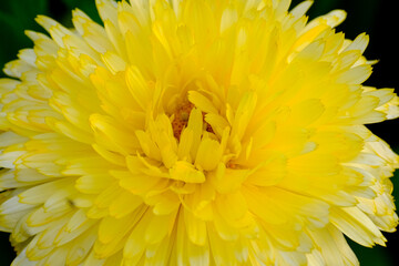 Fields full of beautifully blooming marigolds in summer in Germany, close-up. 