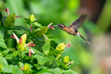 Obraz premium Little Hermit hummingbird feeding on flowers of the tropical Shrimp plant in a garden