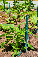 Crop plant sticking up out of ground with watering hose and green stakes marking growth progress
