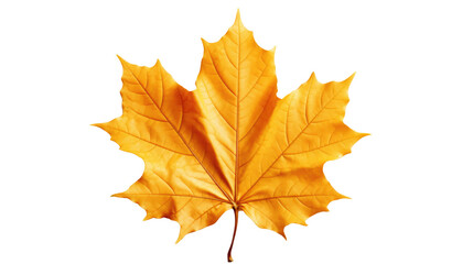 Naklejka na ściany i meble Red maple leaf as an autumn symbol as a seasonal themed concept as an icon of the fall weather isolated on transparent background