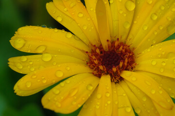 Fields full of beautifully blooming marigolds in summer in Germany, close-up. 
