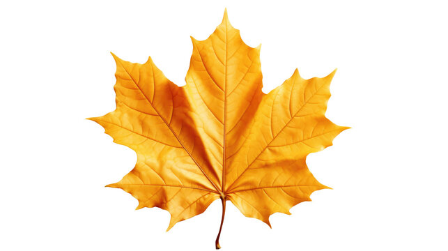 Red maple leaf as an autumn symbol as a seasonal themed concept as an icon of the fall weather isolated on transparent background