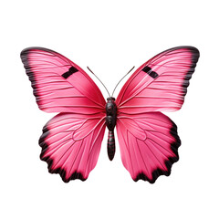 Obraz premium Pink butterfly , isolated on transparent