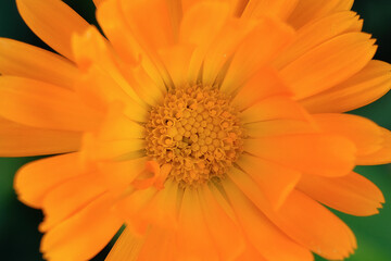 Close-up of a flower in bloom in summer. Colourful, bright and bee-friendly in the gardens and fields of Bavaria.