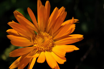 Close-up of a flower in bloom in summer. Colourful, bright and bee-friendly in the gardens and...