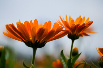 Fields full of beautifully blooming marigolds in summer in Germany, close-up. 