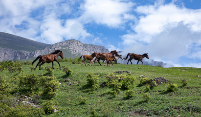 horses in the mountains. Armenia