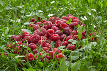Bright red raspberry berries lie in the grass