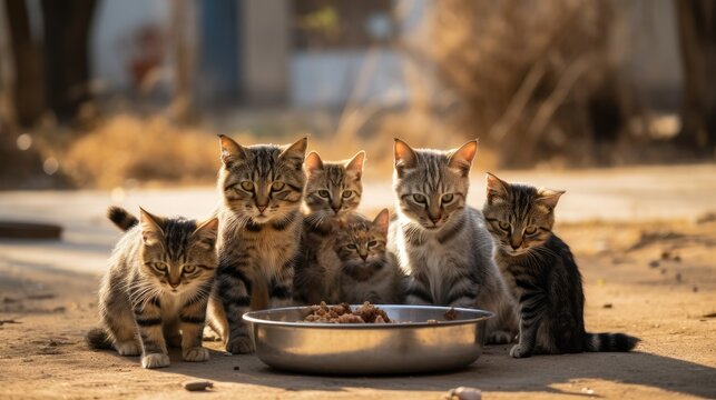 Navigating urban challenges! Feral cats in the city, a striking image of feline survival in the urban environment.