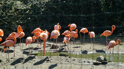 Flamingos in cages at Ueno Zoo, Japan